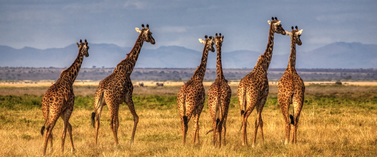 Tropical Wild Expeditions, Kenya Safaris, Kenya Safari Holidays